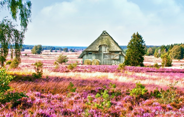 RAVEEL Roger - Lneburger Heide